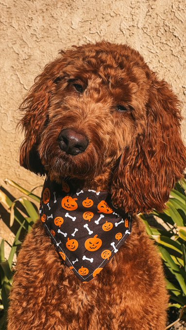 My Boodle 👻🎃🧡 Happy Halloween!!!! https://t.co/isilALXhBD<a href="/tag/halloween"class="tags"><span>#halloween</span></a>