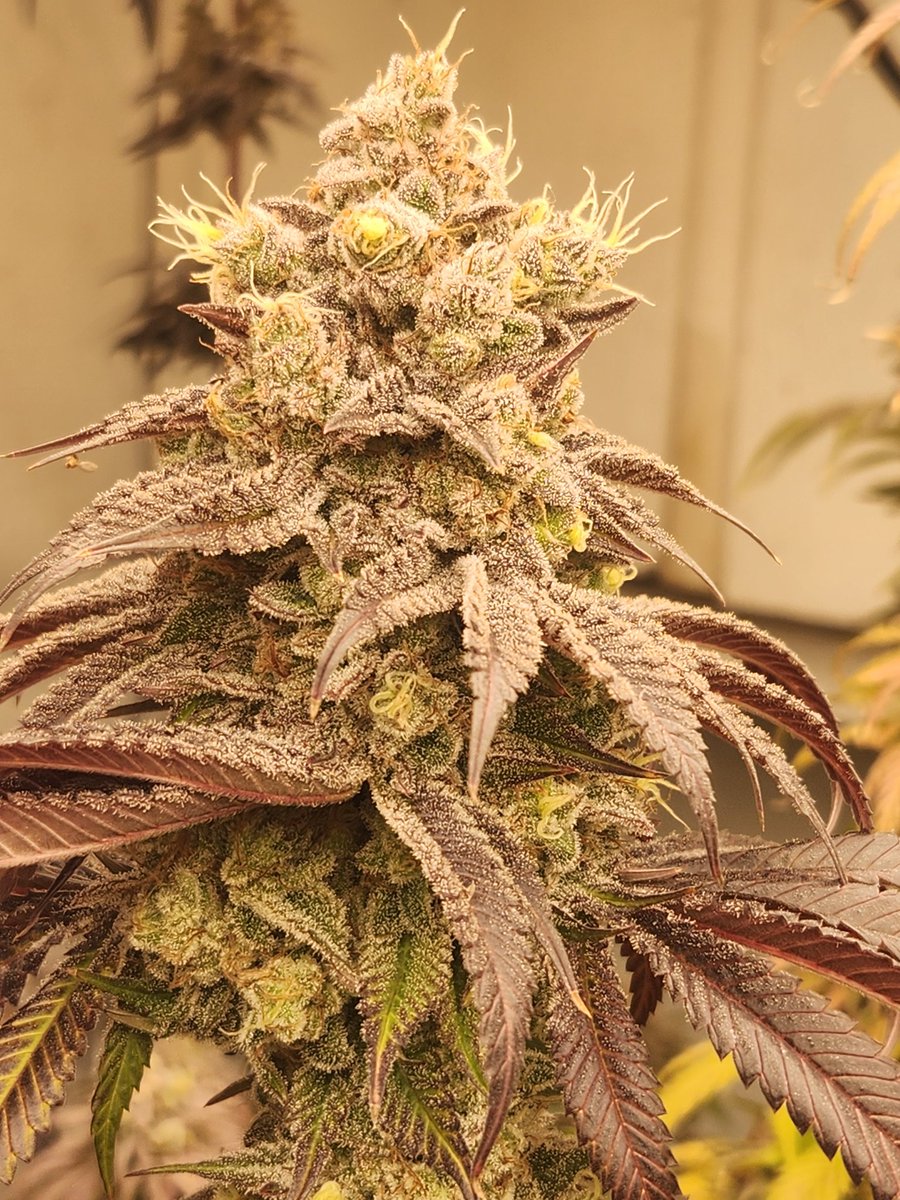 47th_Parallel_'s tweet image. One of our newest creations, Brutal Boof (Mr Crowley Matterhorn Cut* x Blockberry Superboof Cut) Feminized Photo-period. Available now on 47thgenetics.com/shop

#47thparallel #massgrowersconnection
#CannabisCommunity 
#cannabisgrower 
#fire