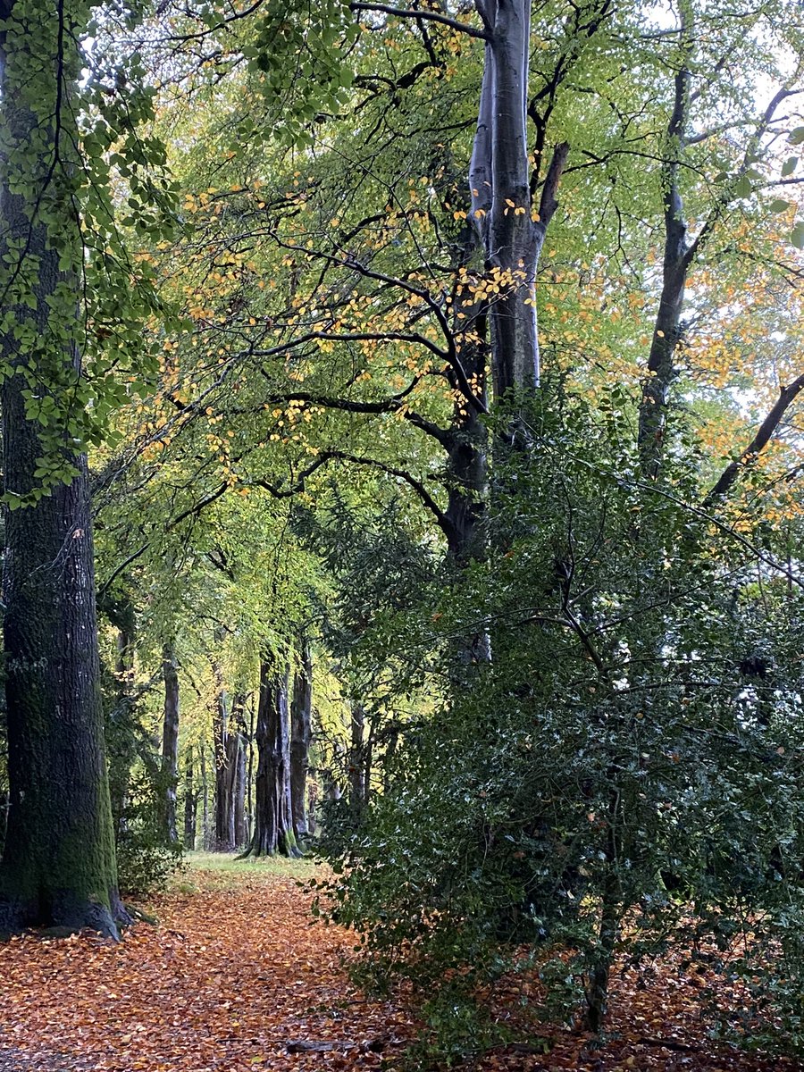 Heather McLachlan (@ntdirectorni) on Twitter photo Beautiful autumn colours <a href="/NationalTrustNI/">National Trust NI</a> Rowallane Gardens today along with some spooky half term surprises 👻🕷️🕸️ Beautiful autumn colours <a href="/NationalTrustNI/">National Trust NI</a> Rowallane Gardens today along with some spooky half term surprises 👻🕷️🕸️
