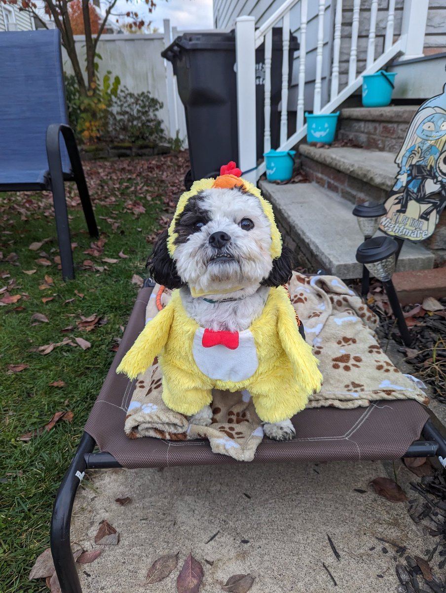 It's been a while here I am ready for Halloween  dressed like a chicken