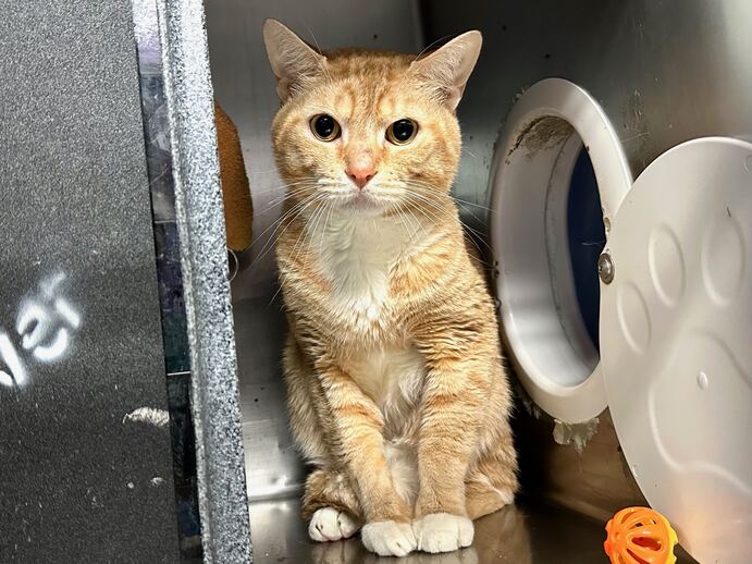 THERE ARE 25 ANIMALS ( 10 CATS &amp; 15 DOGS)  AT RISK FOR THURSDAY 11/2/23 DEADLINE IS NOON. PLEASE SHARE, FOSTER, ADOPT, TAG FRIENDS, POST TO SOCIAL MEDIA SITES, PLEDGE TO HELP SAVE THEIR LIVES. NEW PHOTOS newhope.shelterbuddy.com/animal/list