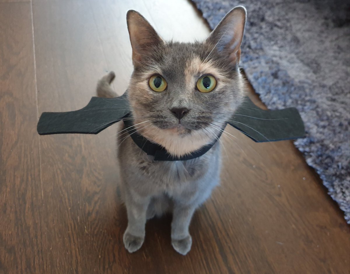 TinyDellaBean's tweet photo. Happy Halloween 🎃 🦇 https://t.co/92bpGoqvFK
