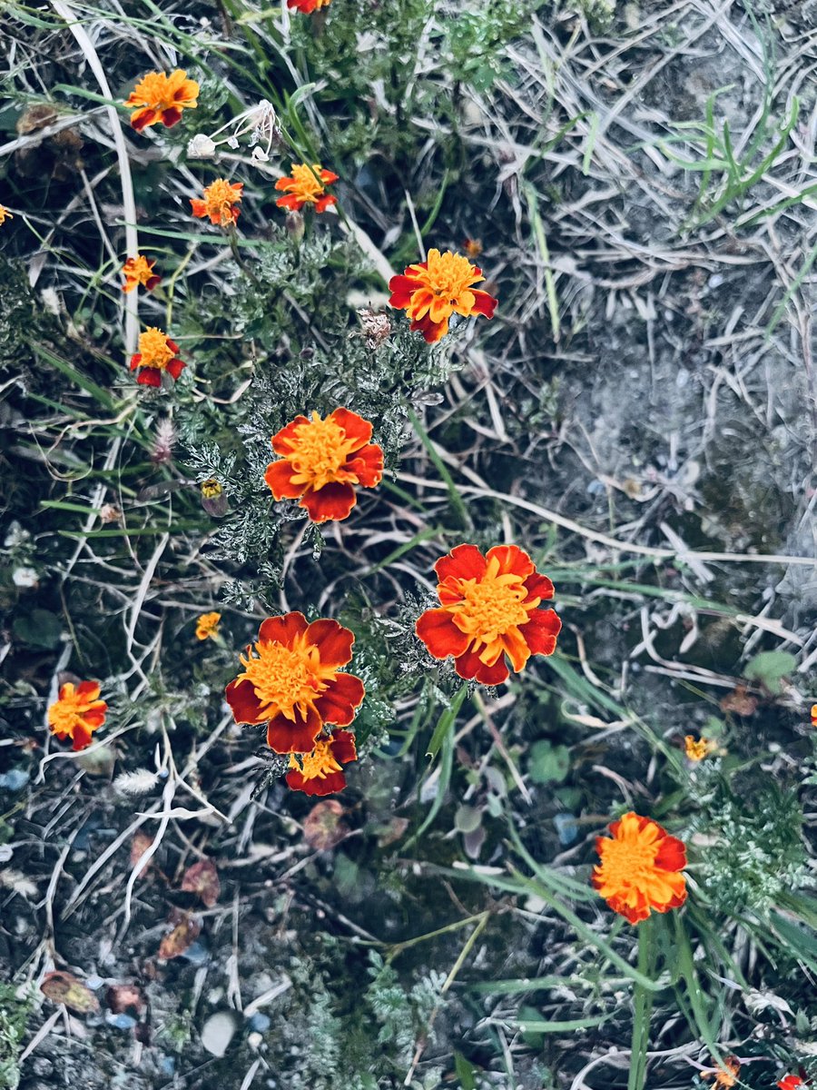 phamthu71166610's tweet photo. 🌹2023/11/1🌹
新しい一日、平安な一日に感謝。
Thank you for a new day, a day of peace 

First, think
Second, believe 
Third, dream
And finally, dare
    Walt Disney

まず最初に考える。
第二に信じる。
第三に夢見る。
そして最後に思い切りやる。

#PeaceForAllWorld https://t.co/1b7e9gff2W