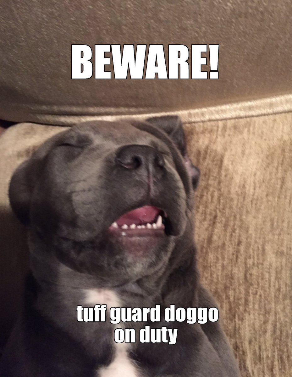 mgbuggy's tweet photo. working the night shift is hardd hardd work for big strong pupper #BestBodyGuard https://t.co/CGjhbQxN79