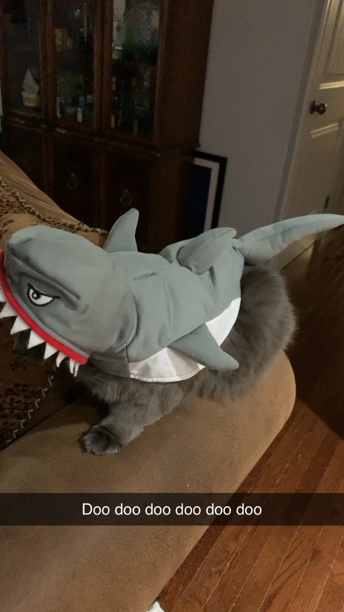 perhapsimmortal's tweet photo. She’s baby shark and she is not happy about it https://t.co/G4CBoiTuTC
