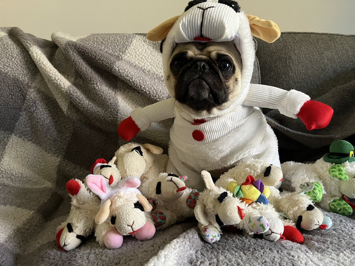 Happy #howloween from lamby lover, Winston! #PugTalk