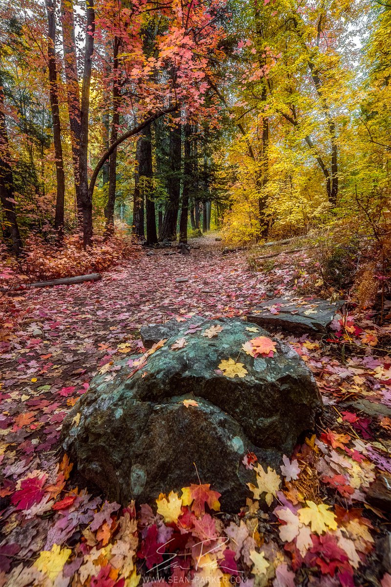 Mt. Lemmon was absolutely stunning last weekend! #tucson #arizona #fallcolor #landscapephotography #Photography @whatsuptucson @CoronadoNF