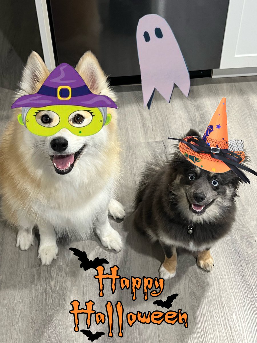 Happy Halloween! 🎃👻 #pomsky #pomskylife #HappyHalloween