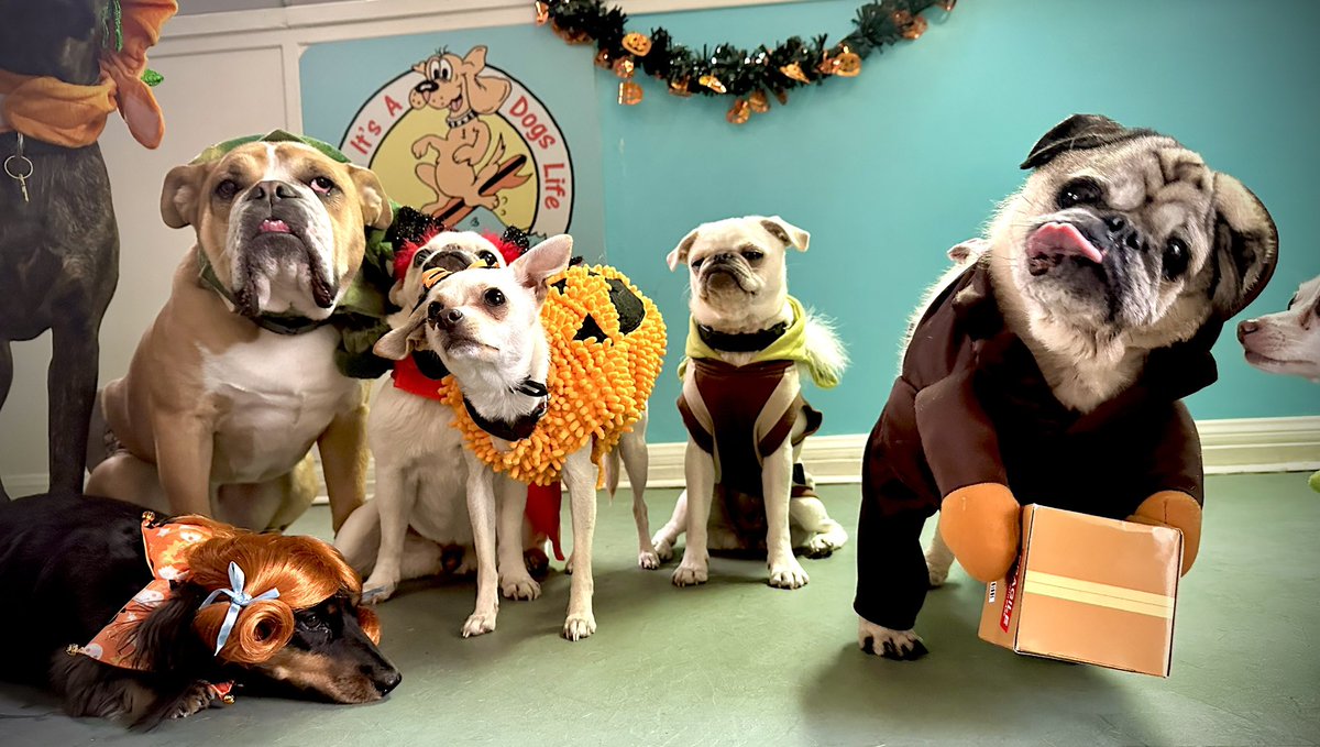 Happy Halloween 🎃From My Fweinds & My Family 😜😘🧡🎉🧡🎉👻 Boo! 
#HappyHalloween2023 

#pugs #dogs #dogfriends #halloween #surfpug #surfgidgetthepug #puglife #friendsmakelifebetter #celebrate #costumeparty