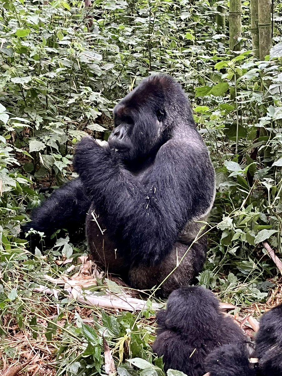 Gorilla trekking in #Rwanda - astonishing how close we were and how much we were invested in the Susa family of 16 within seconds. Memories forever. 

#WTTCEvents #VisitRwanda @WTandTC