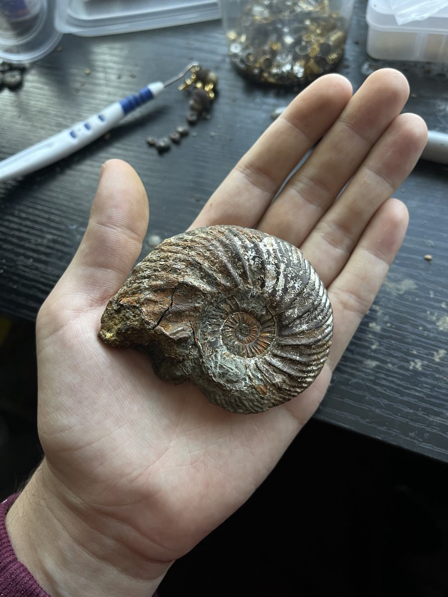 Found this chonk today 🤩 Ammonite #fossil from the UK’s #JurassicCoast.