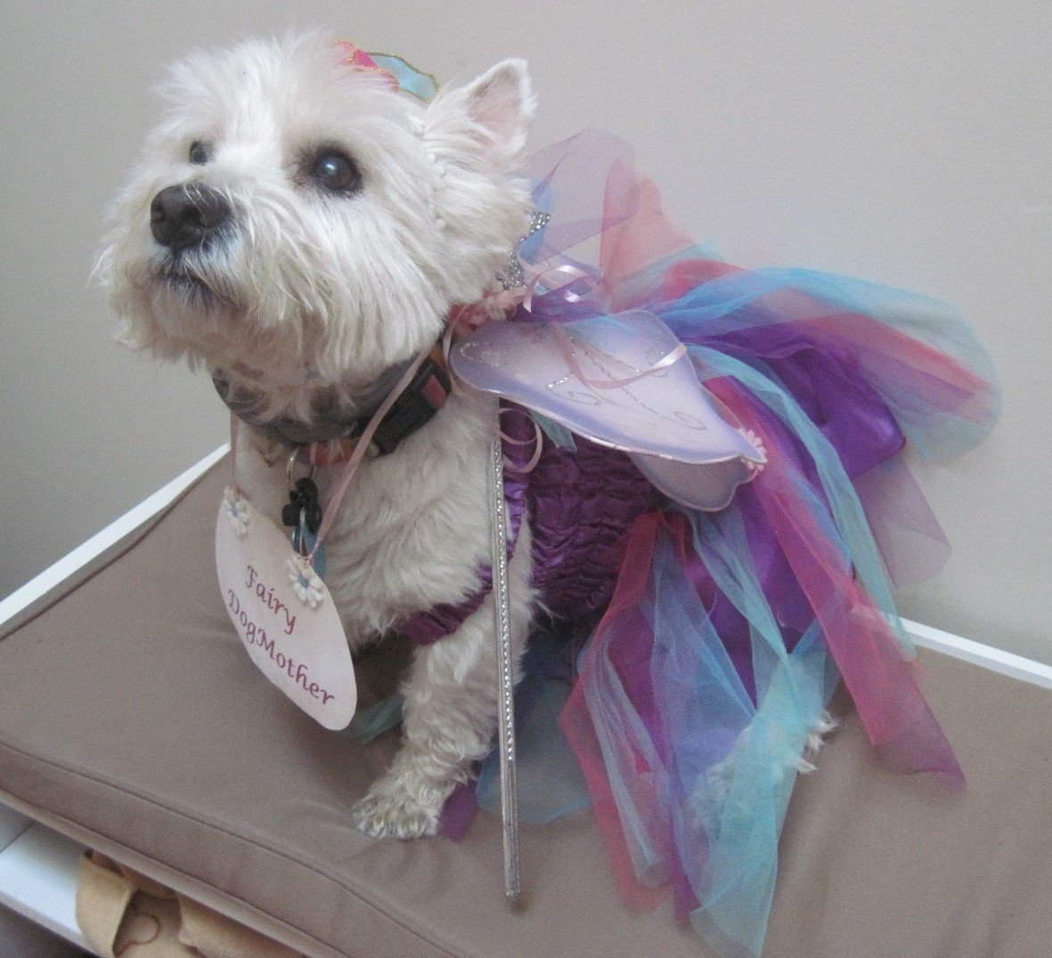 Happy Halloween from my Fairy Dogmother.