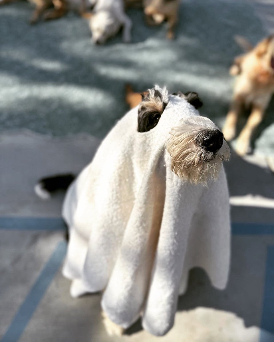 Michael Myers Lee tweet media