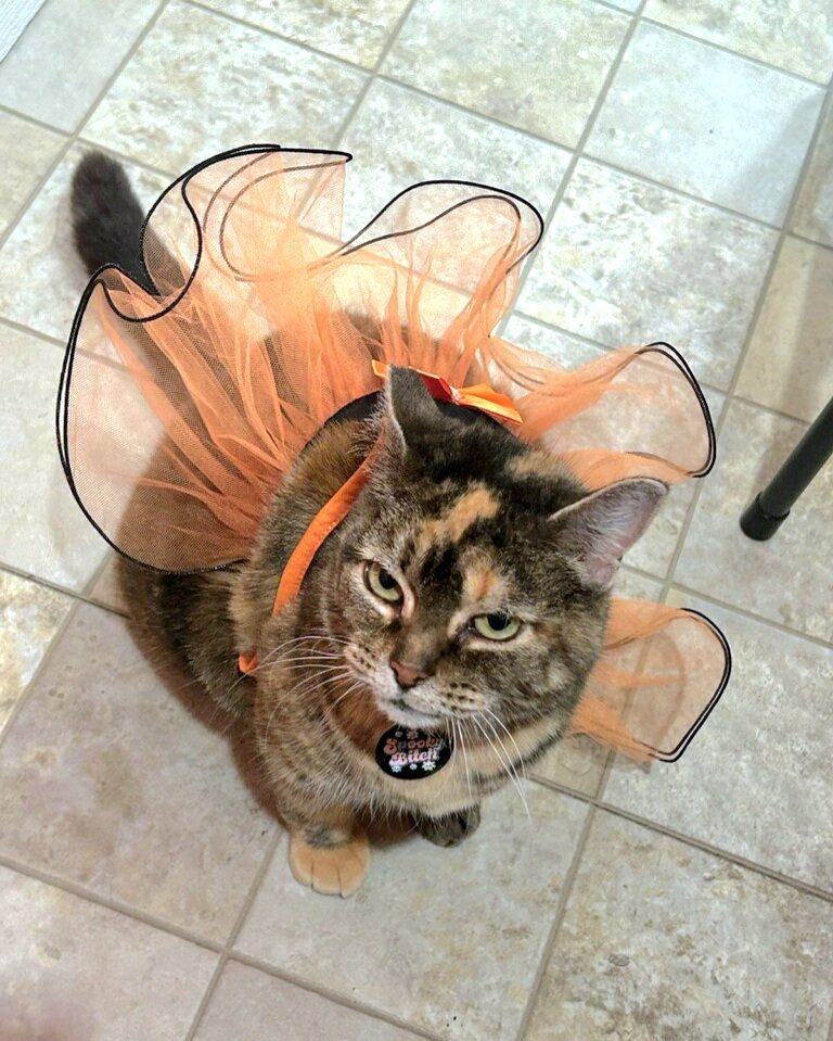 Trick or treat! 🎃 ~Magda

#HalloweenCatParade23