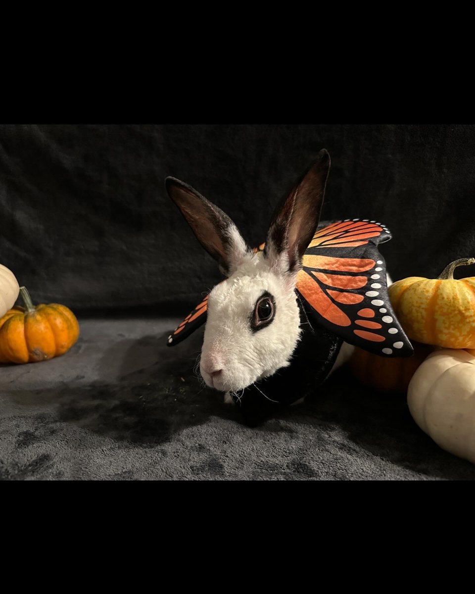 meaganryan_'s tweet photo. The cutest lil butterfly🎃 https://t.co/kfVHa4SzcX