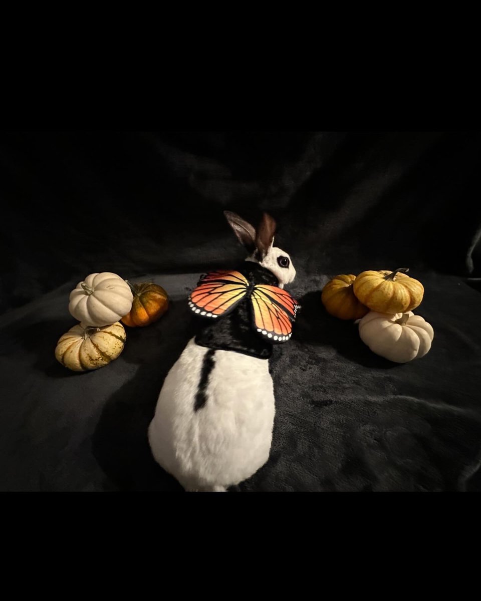 The cutest lil butterfly🎃