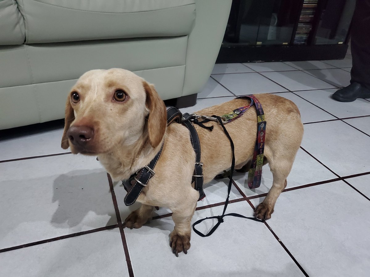 fernanda_romehi's tweet photo. 🚨🚨🚨Amigos ayúdenos para que regrese con su familia
Encontraron este perrito en la col MERCED BALBUENA por el mercado de Sonora, se acaba de perder porque está muy limpio y asustado, traía una pechera y la correa rota 
@diana_dfc @MascotasSismo @PerdiDogsCDMX @perrososmx https://t.co/W41CYzztD3