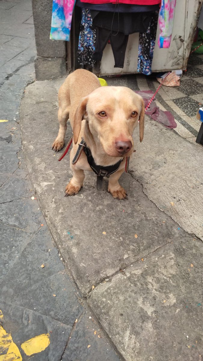 fernanda_romehi's tweet photo. 🚨🚨🚨Amigos ayúdenos para que regrese con su familia
Encontraron este perrito en la col MERCED BALBUENA por el mercado de Sonora, se acaba de perder porque está muy limpio y asustado, traía una pechera y la correa rota 
@diana_dfc @MascotasSismo @PerdiDogsCDMX @perrososmx https://t.co/W41CYzztD3