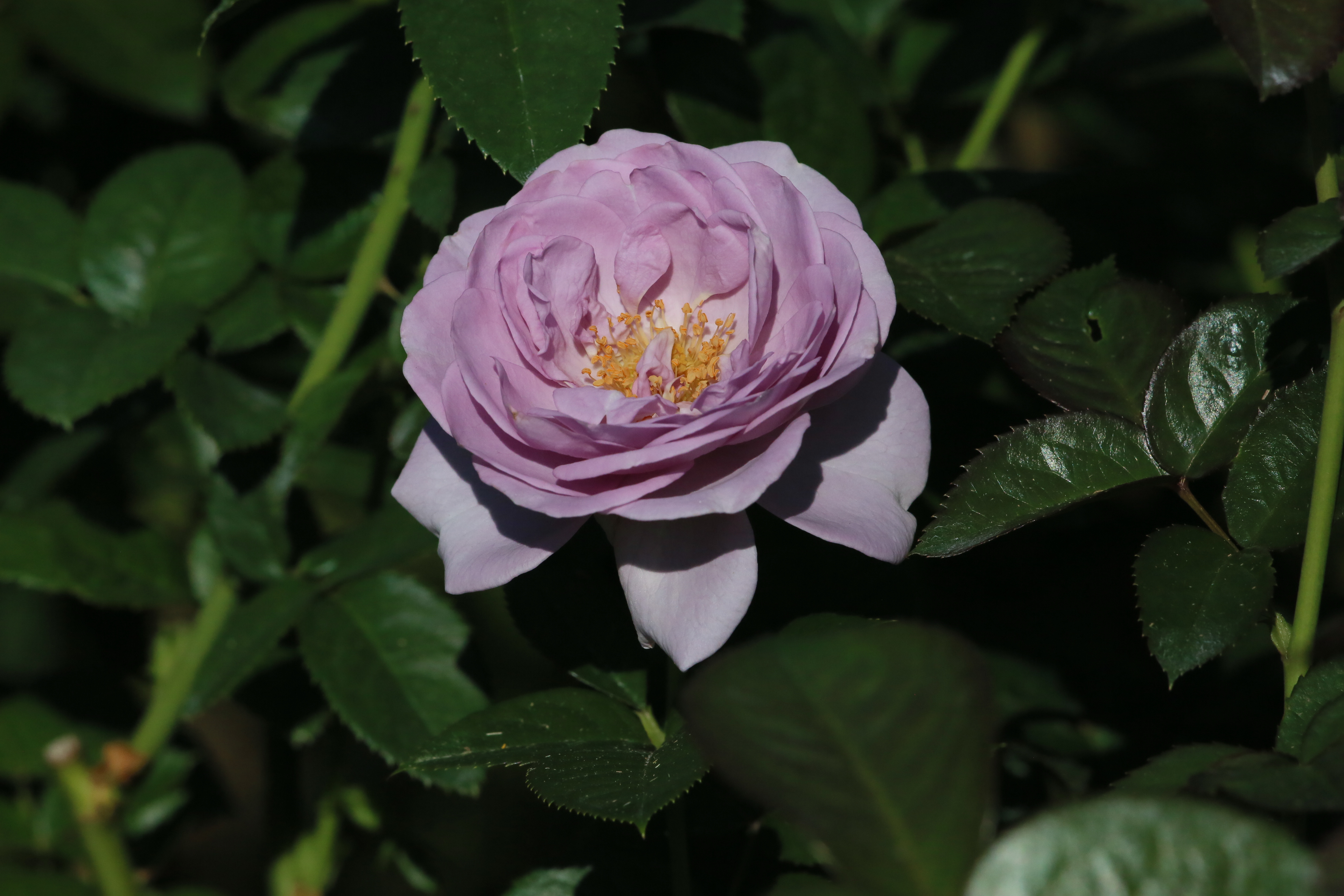 神代植物公園 ニュース スタッフより 広報係 フロリバンダ系の ブルー バユー も咲き出しました バラテラスの手前のブロックです 今週末の10 9 土 10 10 日 は８時より早朝開園を実施致します 早朝のばら園に漂うバラの芳香をお楽しみ