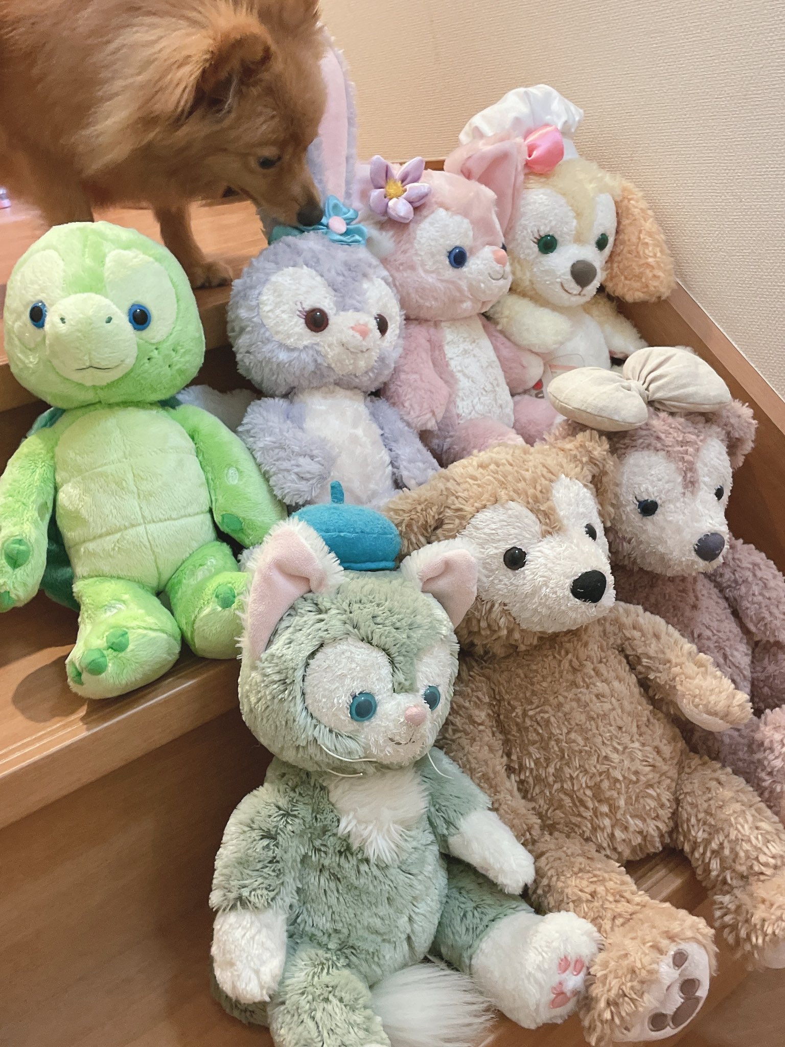 いくらこぼれ 昨日届いた ダッフィーフレンズ最新 リーナ ベル 7人勢揃い 上海ディズニーのほしいものあったら言ってください 階段歩きずらい だから怪我したw リーナ ベル ダッフィー 上海ディズニー T Co Kxqbky7vmn Twitter
