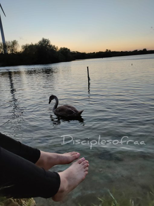 How beautiful is this 😍   #Feet #feetvideos #footcontent https://t.co/ib6LKfWAjs<a href="/tag/feet"class="tags">#Feet</a><a href="/tag/feetvideos"class="tags">#feetvideos</a><a href="/tag/footcontent"class="tags">#footcontent</a>