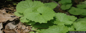 leiconservancy's tweet photo. FALL GARLIC MUSTARD PULL-Saturday, October 16 Coopers Woods 8:30-10:30am.
 Bring garden gloves if you have them. We will provide bags to dispose of the invasive garlic mustard. Andy Van Camp, the NPS GLRI  ranger at Perry’s will be on hand to help identify the rosettes https://t.co/u1NdsFqnne