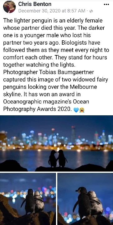 Bogie Bird tweet media