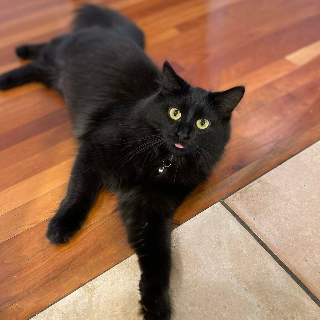 Blep 😛 instagr.am/p/CUq3-UyFtct/