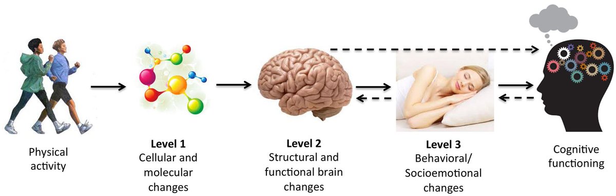 Activity level. Physical activity Level. Physical activity and cognitive. Low physical activity. Cognitive functions Brain.