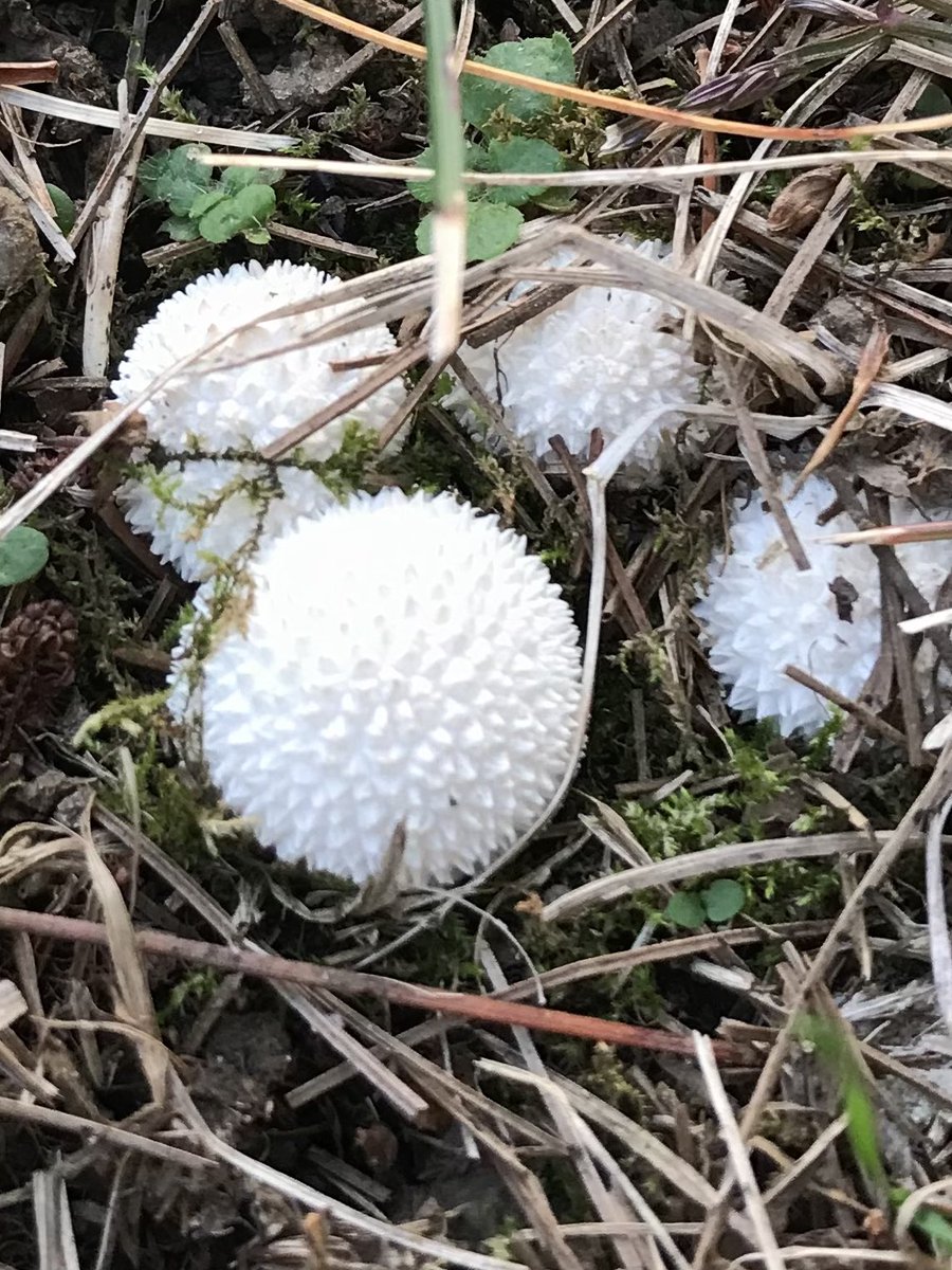 alisonmerlot's tweet photo. Lots of great finds on our walk this evening #fungi #puffball #myboot https://t.co/IAlIOrCUDS