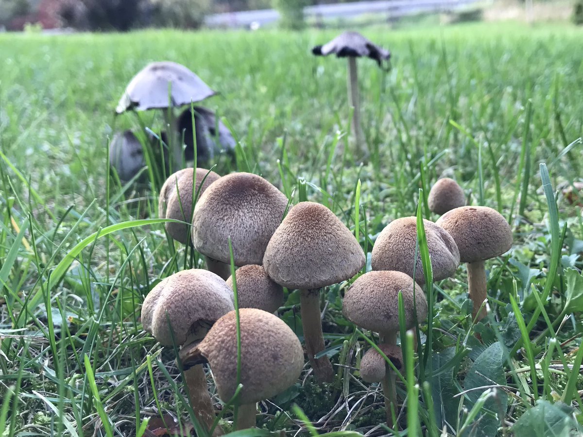 alisonmerlot's tweet photo. Lots of great finds on our walk this evening #fungi #puffball #myboot https://t.co/IAlIOrCUDS
