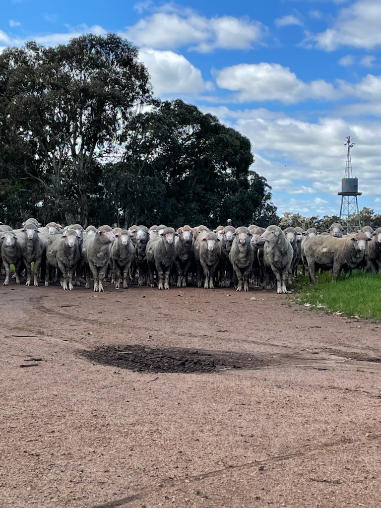 TimShep05's tweet image. These hands know quality wool. #MonteVerdeMerinos