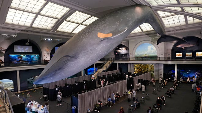 CDC warns unvaccinated travelers to delay domestic trips until they are fully vaccinated 

Unvaccinated travelers should "delay" domestic trips until fully vaccinated, CDC says.If unvaccinated travelers must... | rocketnews.com/2021/10/cdc-wa…