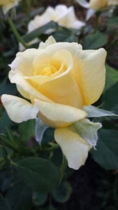 Informazioni aggiuntive per l'iscrizione e l'accesso help.twitter.com/it/managing-yo…