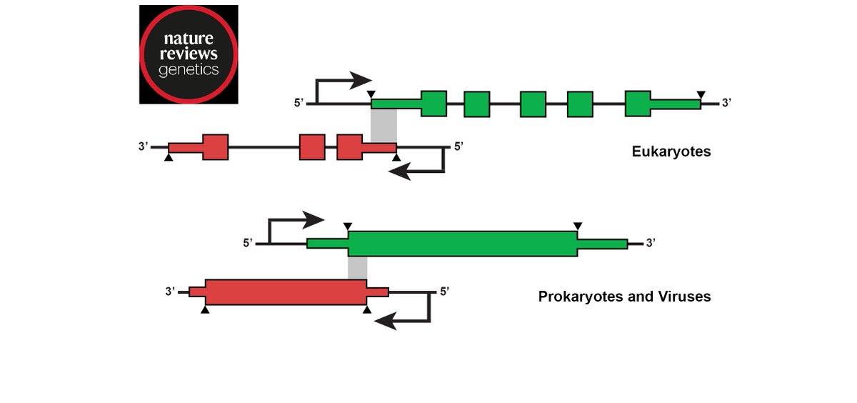 Announcing our #Review in <a href="/NatureRevGenet/">Nature Reviews Genetics</a> on “Overlapping Genes in Natural and Engineered Genomes” with <a href="/Vawkstar/">Bradley Wright</a> @BowelCa! rdcu.be/cySvX 
We cover #gene overlaps across all domains of life and #viruses as well as their uses in #synbio #genomics #research &amp; #engineering