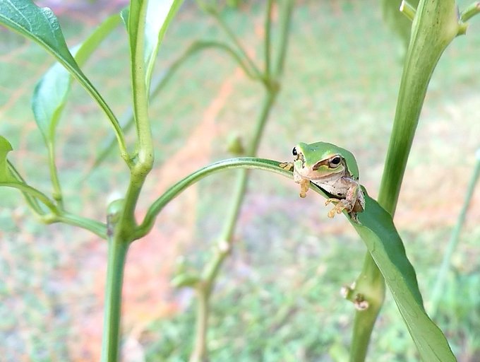 今日のカエルのtwitterイラスト検索結果