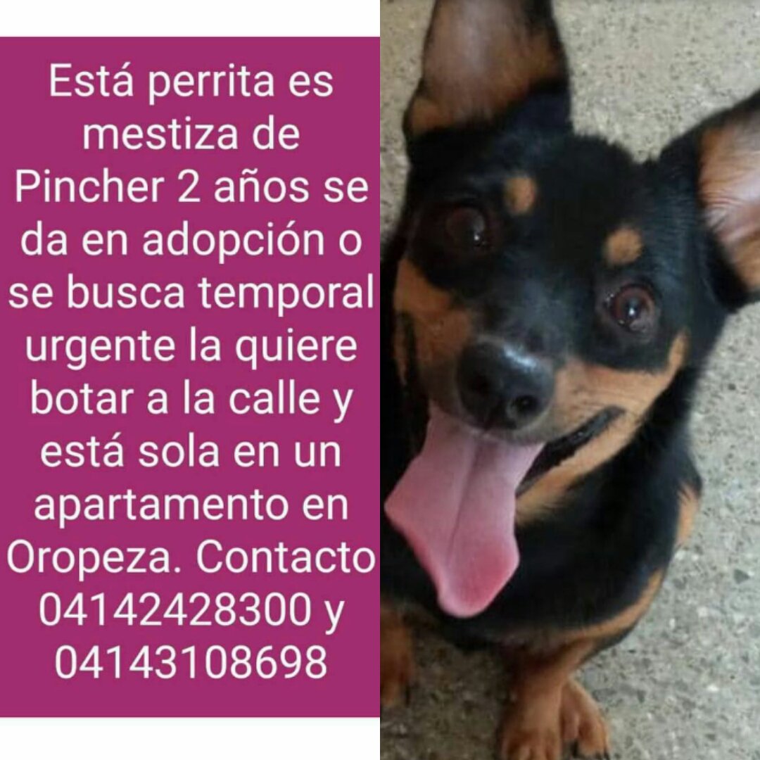PerroUsuario's tweet photo. Busca una familia responsable y amorosa #URGENTE RT @eglesca: #adopcion Es urgente ya que la piensan botar a la calle. Caracas. https://t.co/6o6dMVzi5n