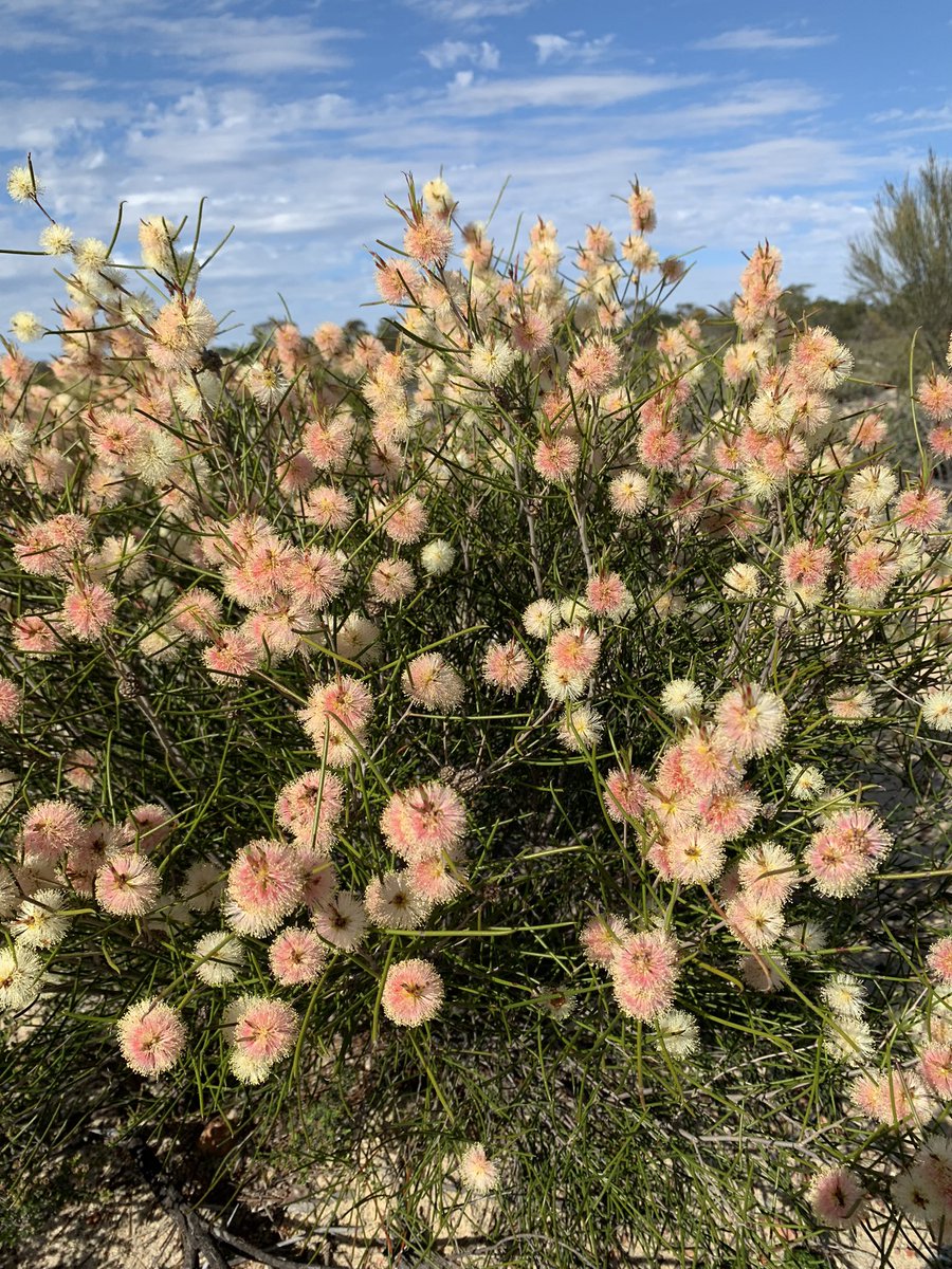 Rob Davis tweet media