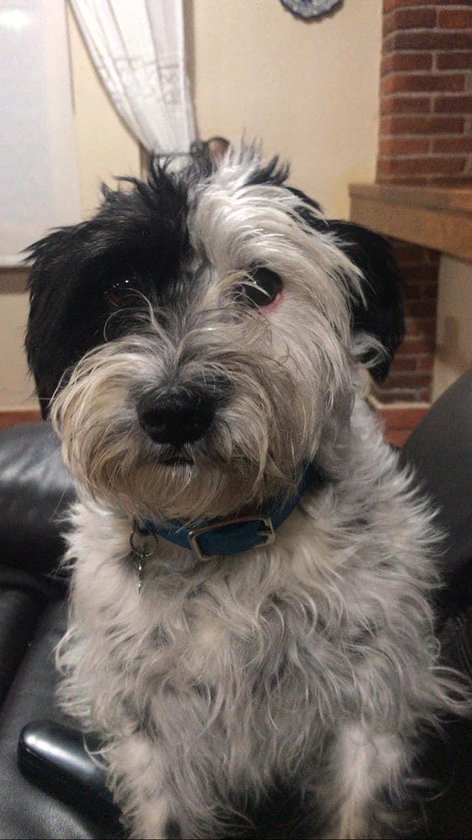 Laura Sánchez Ley tweet media