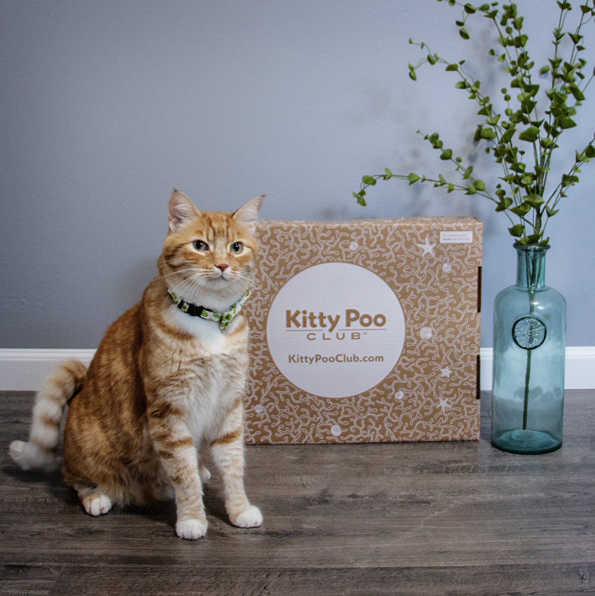 CrazedRayRay's tweet photo. Are you part of the @kittypooclub!? 😻 What is #kittypooclub? The best monthly litter solution EVER! Get 40% off your first auto-ship order of litter boxes and/or bags! #sponsored #kittypooclub https://t.co/nVk6SVauBB https://t.co/2c30TD3NKT
