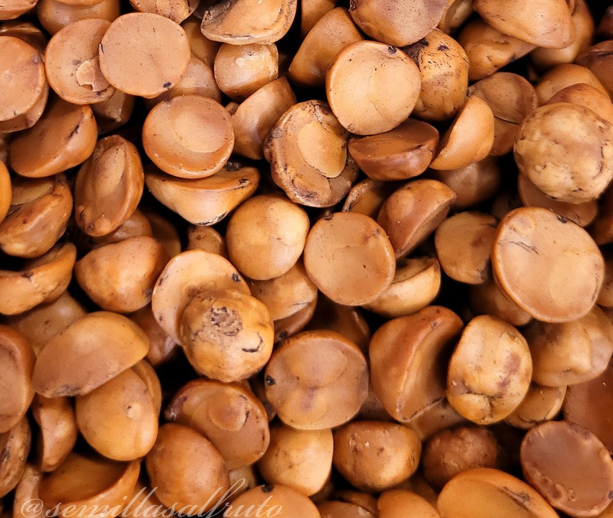 Avellanas Tostadas en <a href="/semillasalfruto/">semillasalfruto</a>