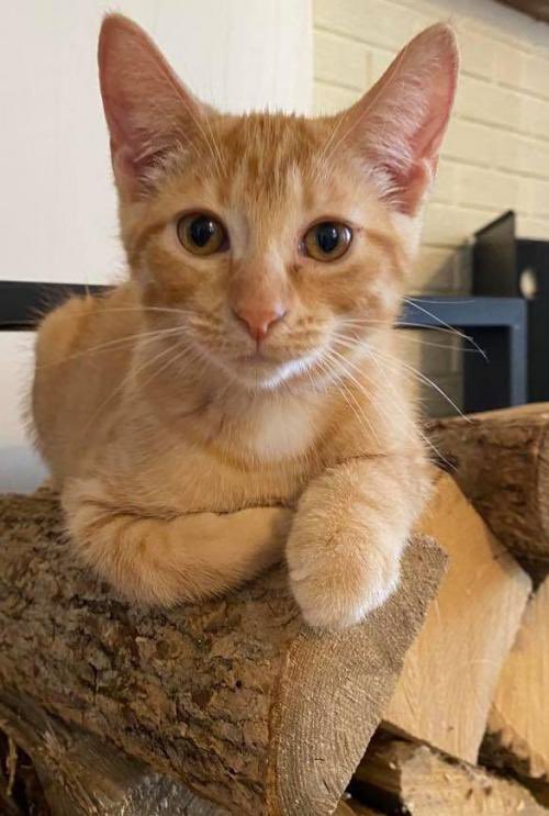 MtlARN's tweet photo. There are 5 entire kittens up for adoption on our site right now! 😻😻😻 https://t.co/SykbrrAX2G