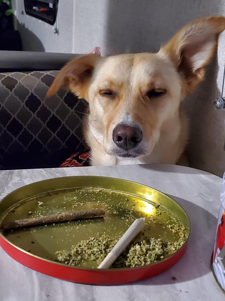 MysticPenny1776's tweet photo. #DailyHaiku #DailyHighku
Shit is getting ruff
And every dog has their day
Time to raise the woof
#KeepItSimpleStoners #AlwaysReadyToBlaze #StonerFam #DogsKnow #Cira https://t.co/Vv2phvGsat https://t.co/ATLlqNBN3P