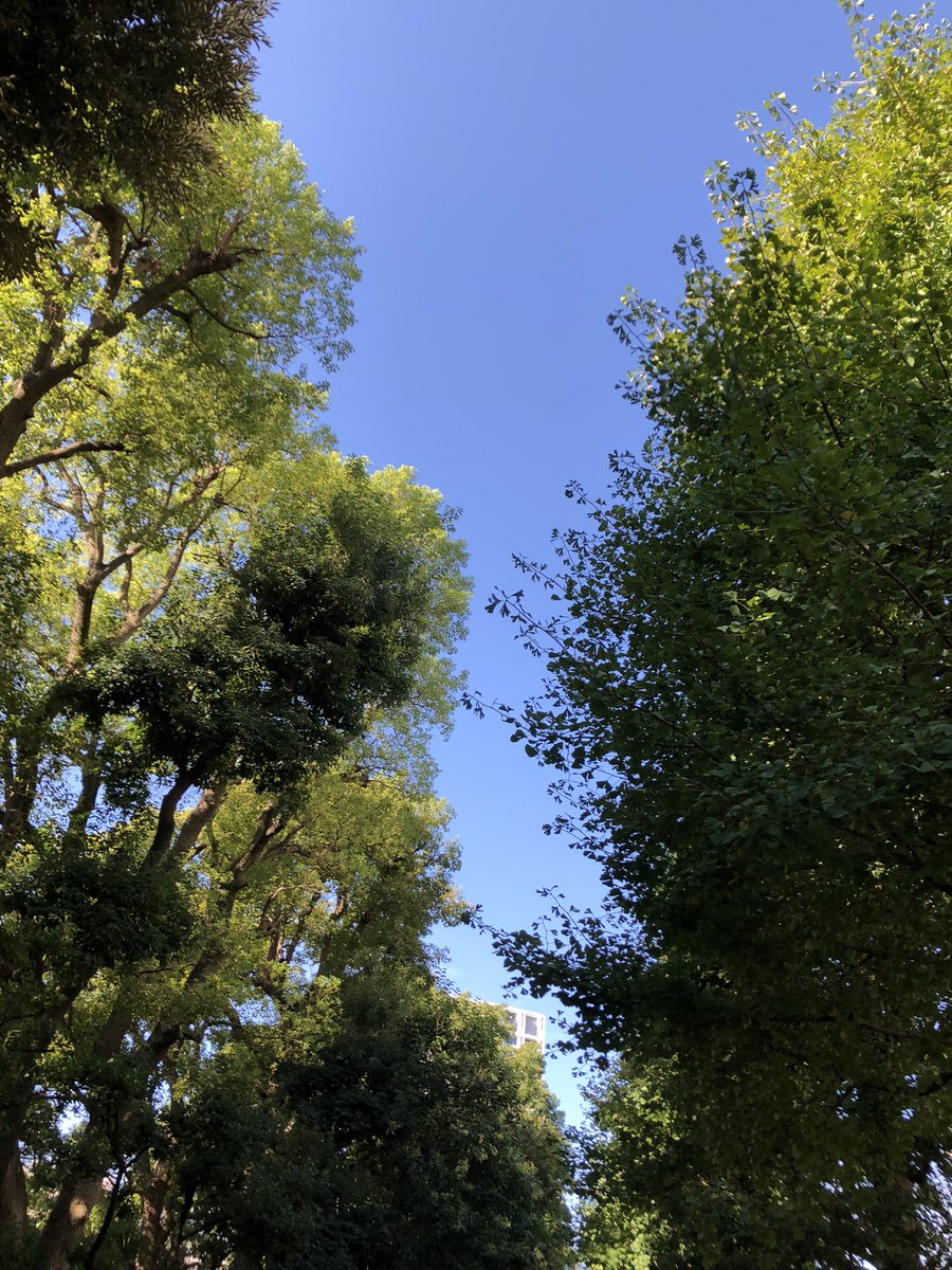 furii_jp's tweet photo. おはようございます✨

毎日気持ちのいい秋晴れ☀が続きますね

そろそろ銀杏に注意です💦

さあ、週の真ん中水曜日、
今日も頑張りましょう👍

#企業公式が毎朝地元の天気を言い合う
#企業公式秋のフォロー祭り 
#企業公式相互フォロー
#がんばろう企業公式 https://t.co/znbDpDIvXF