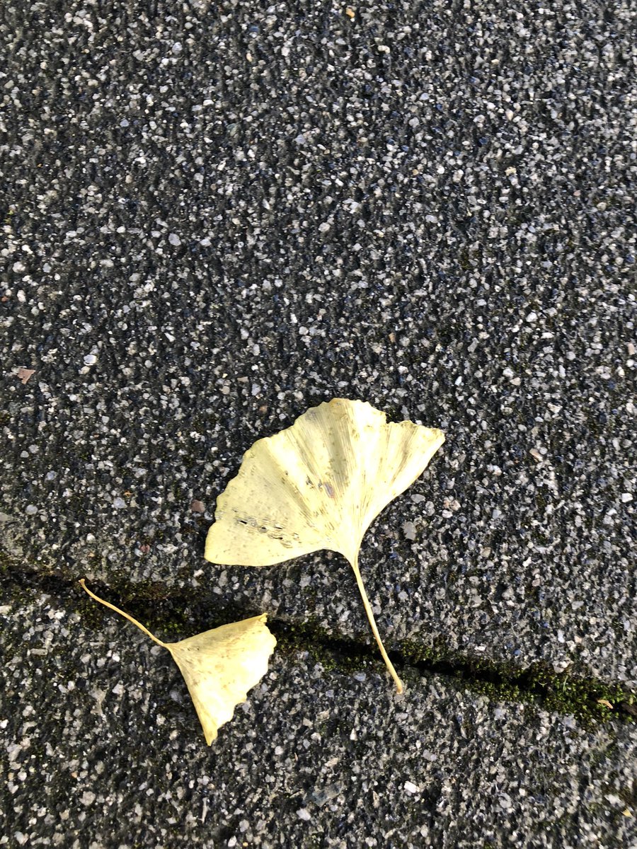 furii_jp's tweet photo. おはようございます✨

毎日気持ちのいい秋晴れ☀が続きますね

そろそろ銀杏に注意です💦

さあ、週の真ん中水曜日、
今日も頑張りましょう👍

#企業公式が毎朝地元の天気を言い合う
#企業公式秋のフォロー祭り 
#企業公式相互フォロー
#がんばろう企業公式 https://t.co/znbDpDIvXF