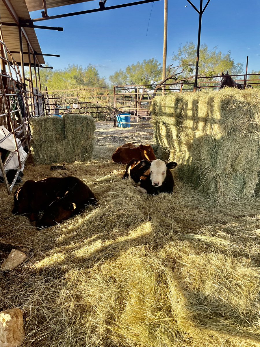 Caught the ole trio hanging around the hay bales! Hope everybody had a bless Tuesday!