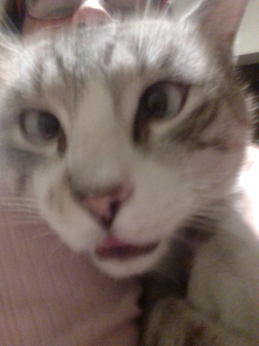 imperiojapones1's tweet photo. @nero_xio aww gracias y que curioso lo de tu gatito , yo tengo adopte un gato (lo encontre en a calle )  pero el detalle es que es visco aqui la evidencia https://t.co/yBAVAe5V9n