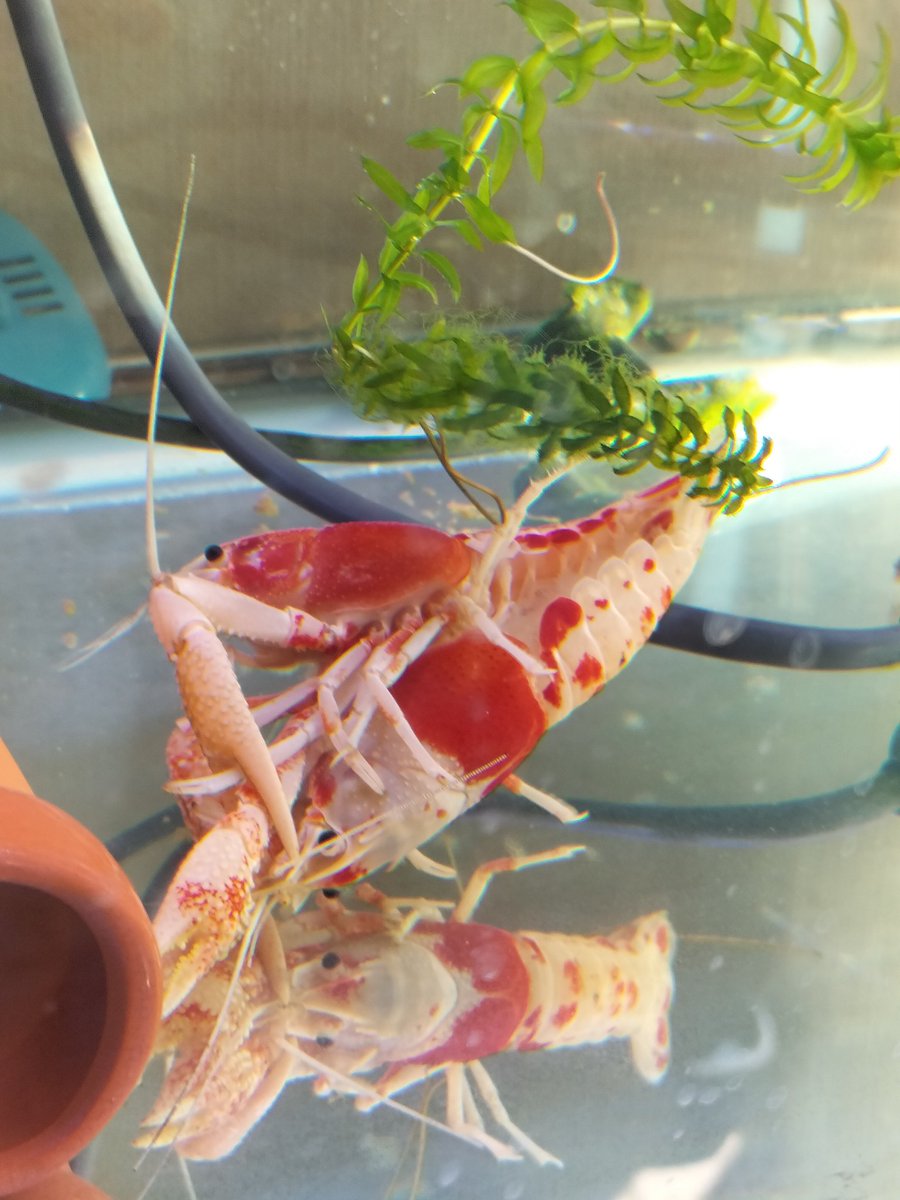 鱗甲梶家 おはようございます 水曜 晴れてます ザリガニ水槽も日曜日にキレイに掃除で気持ちいい へっ 2匹は じゃなかったの 息子のやらかしでした