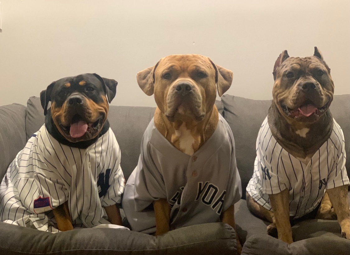 flindation's tweet photo. Let’s Go Yankees #GameTime @Yankees @MLB @SportsCenter  #Baseball #NewYorkCity #AmericanBullys #Brooklyn https://t.co/3p9GUF9o1H