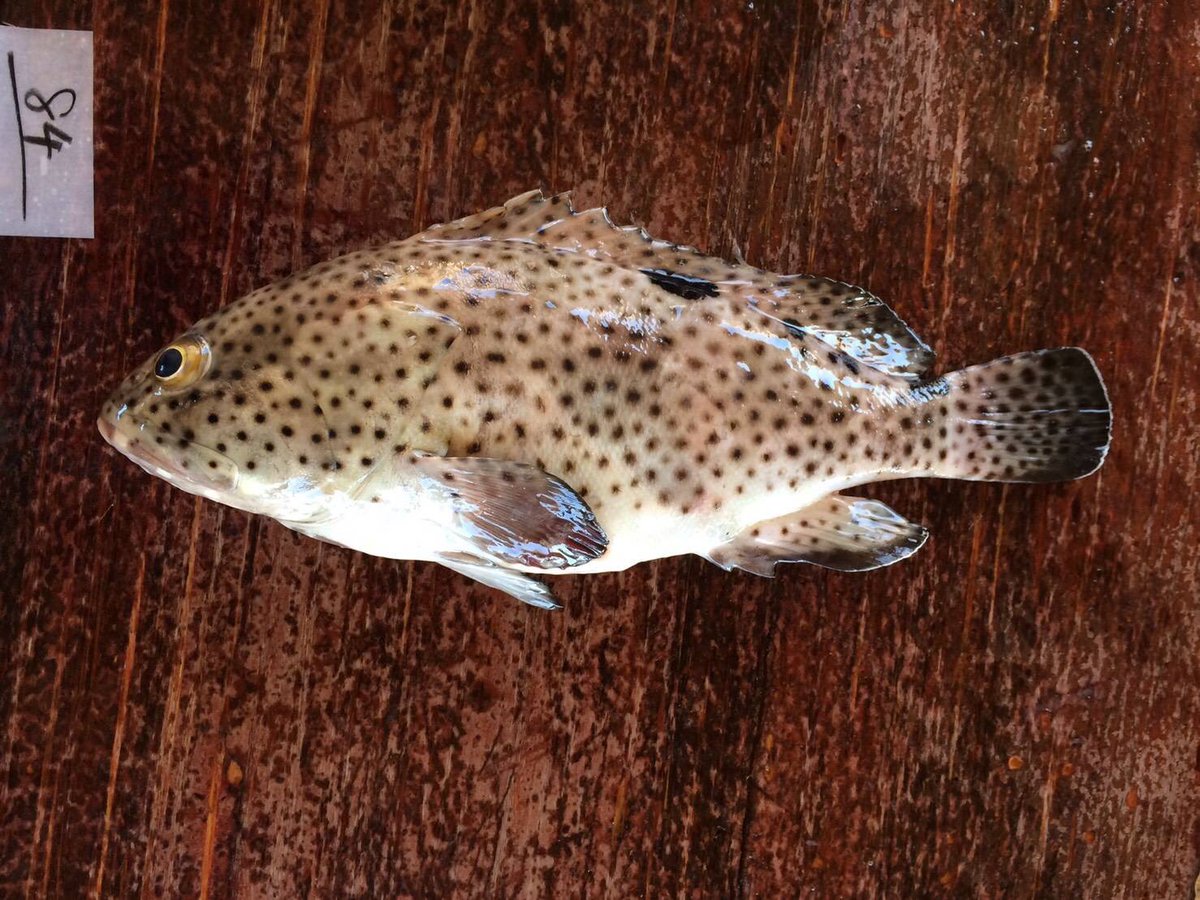 へんな魚おじさん tweet media